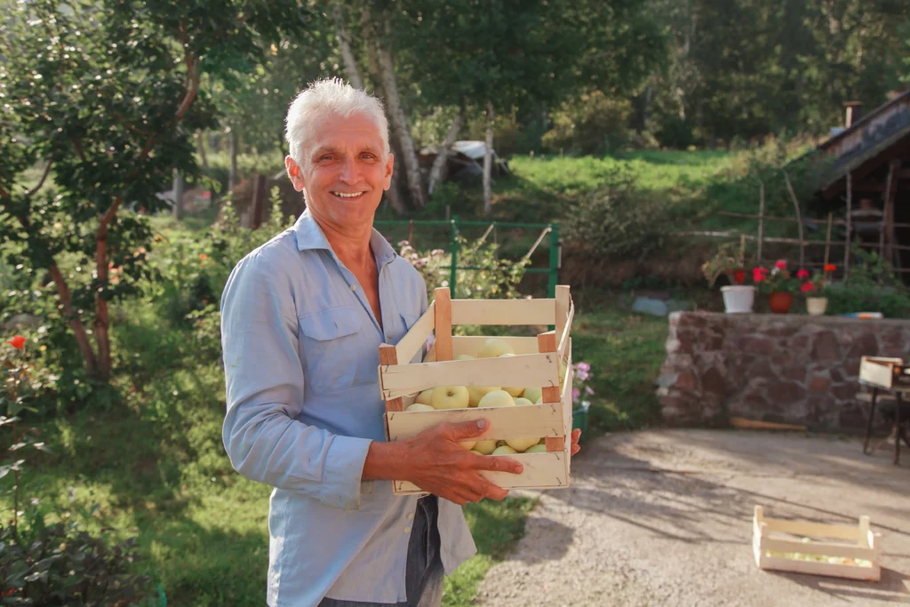 harvest-white-apples-wooden-box-products-ready-export-import-seasonal-goods-elderly-man-holds-box-ga